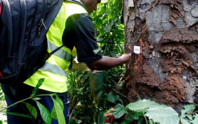 CAMEROON: COMMUNITY FORESTS GO DIGITAL