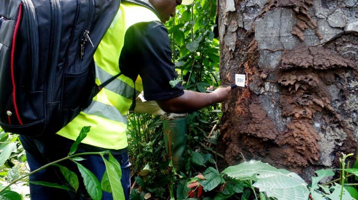 CAMEROON: COMMUNITY FORESTS GO DIGITAL