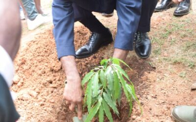 Célébration de la Journée Internationale de l’Arbre au  Cameroun